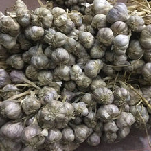 Purple Stripe Garlic